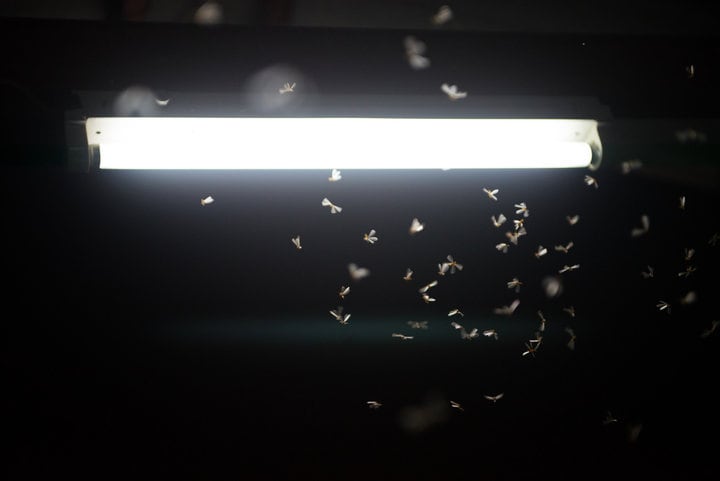 insects flying around tube light