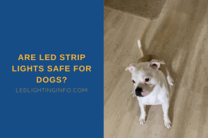 Are LED Strip Lights Safe For Dogs? - LED & Lighting Info