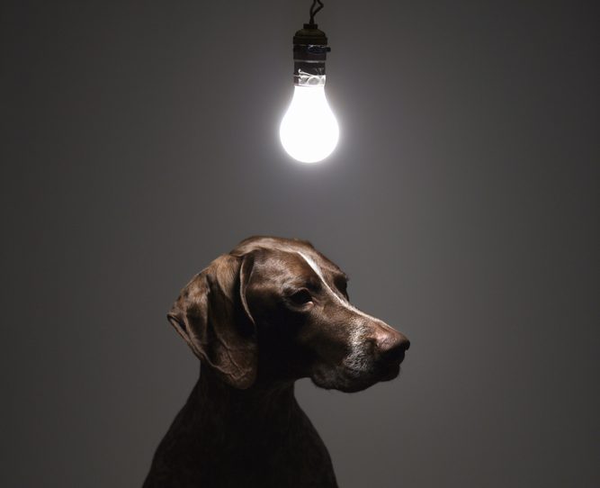 Shorthaired Pointer with lit lightbulb hanging above