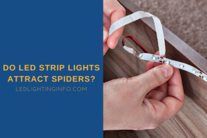 Do LED Strip Lights Attract Spiders? - LED & Lighting Info