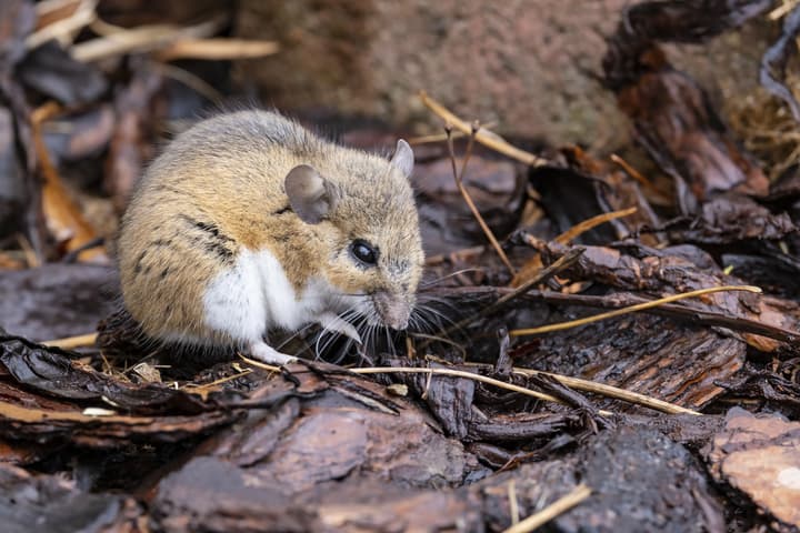 mouse in the garden