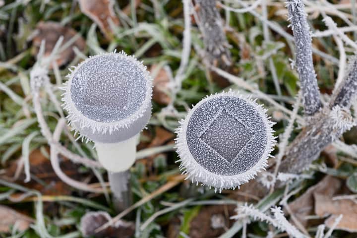 frozen solar lamps