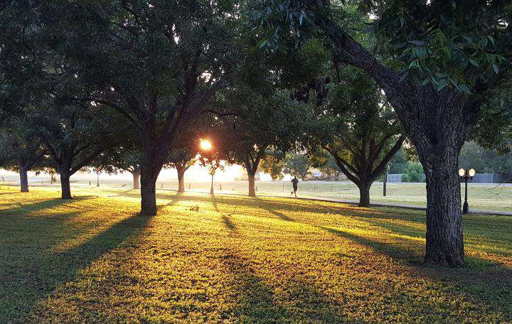 Trees, park