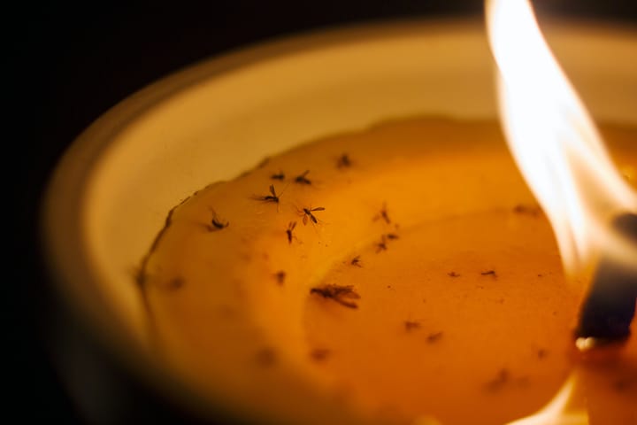 candle with mosquitos