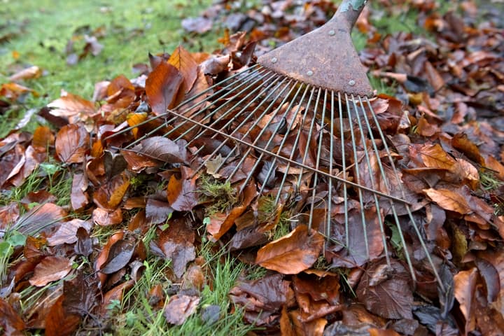 Vibrant orange autumn leaves being swept up by a garden rake