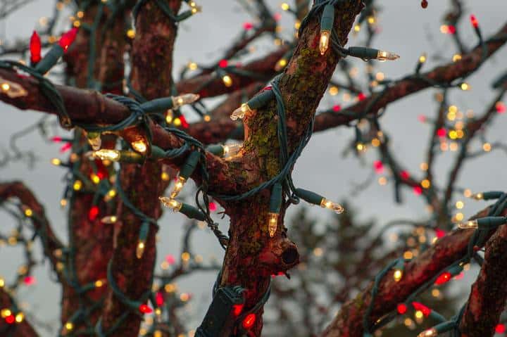 Close-up of tree branches wrapped up in Christmas lights