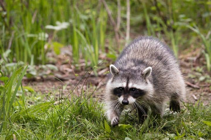 Raccoon walking in the grass