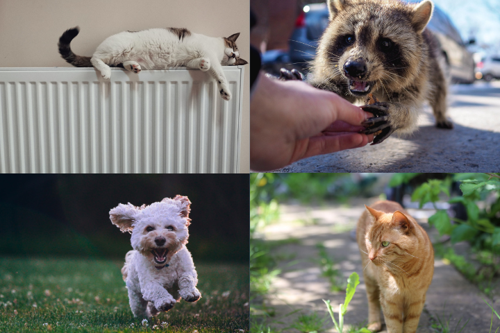 collage of animals - a cat indoors laying on the radiator, raccoon being fed from a human hand, running dog, a ginger cat outdoors