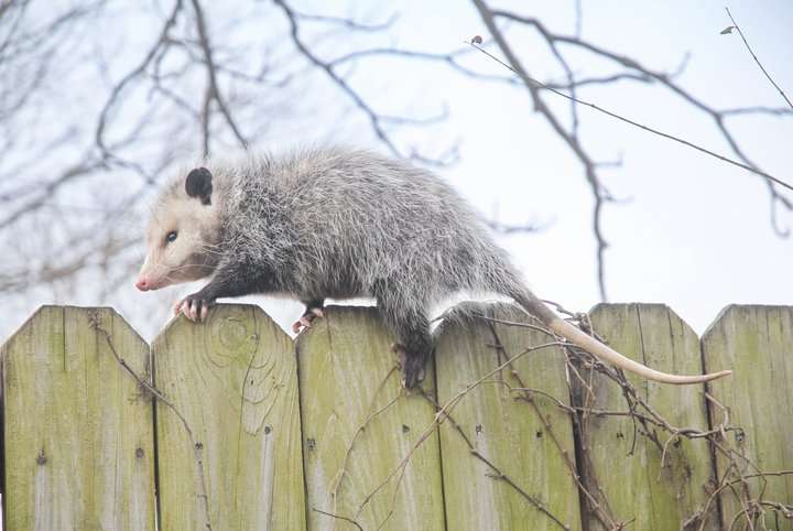 possum climbing a wooden fence