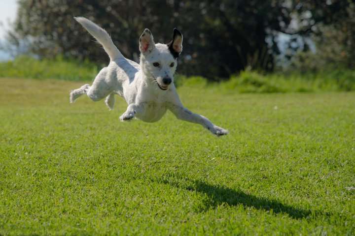 jumping dog trying to catch its shadow on a grass on a sunny day