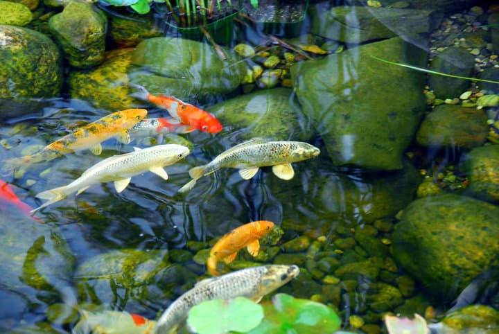 Koi fish in a natural stone pond