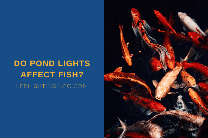 Do Pond Lights Affect Fish?