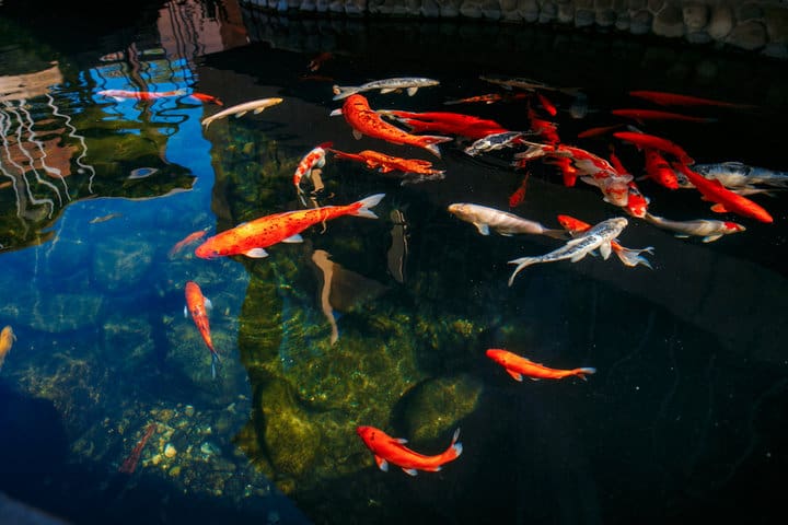 Red gold and white koi fish in a pond