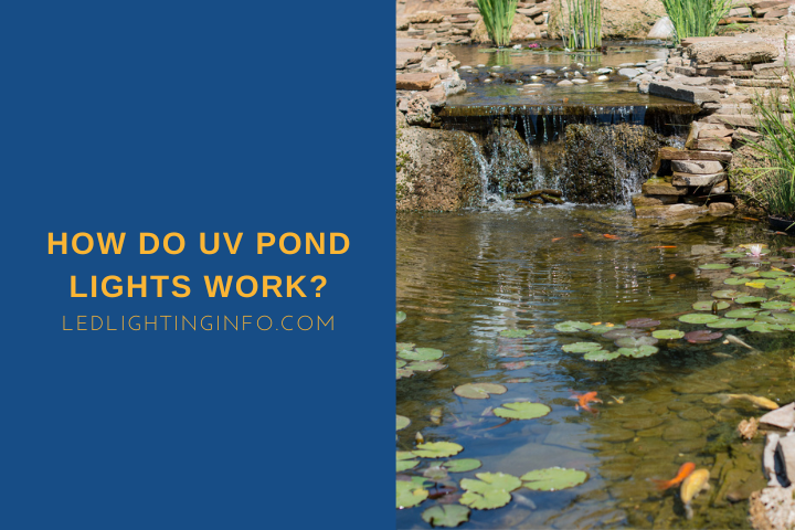 How Do UV Pond Lights Work?