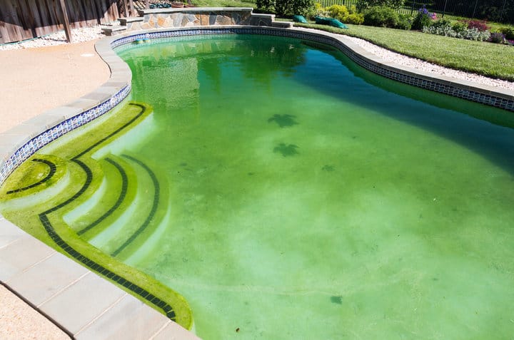 Back yard swimming pool with green stagnant algae